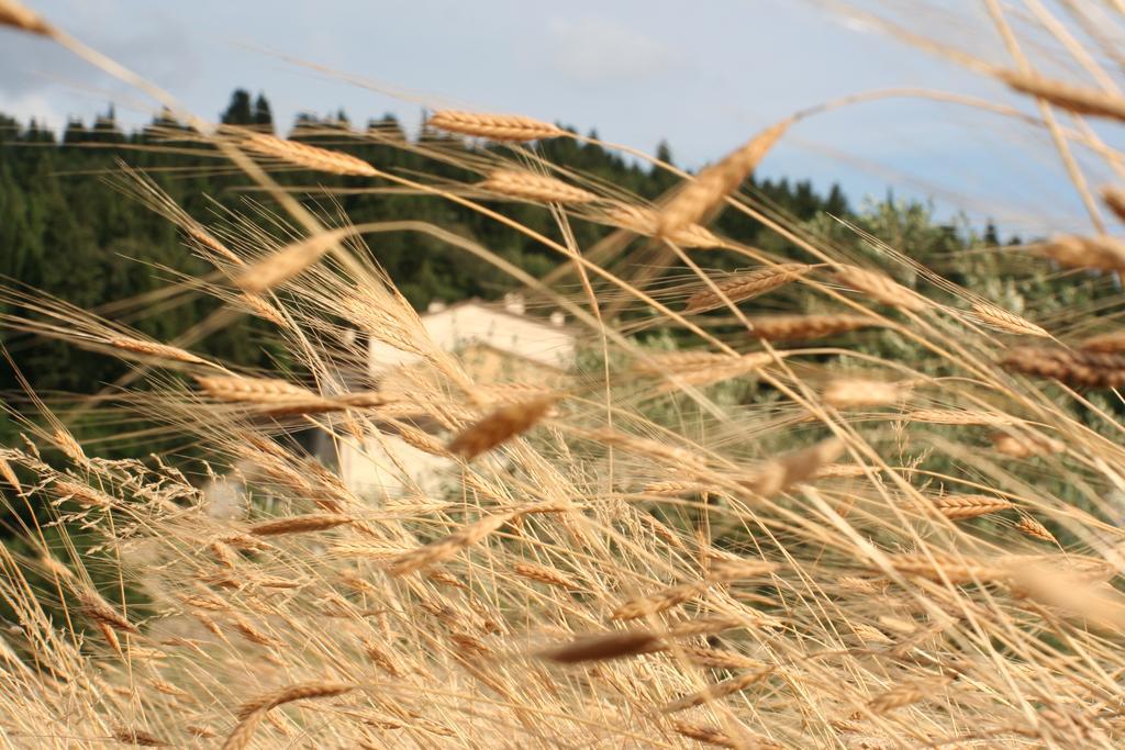 Bioagriturismo Podere Montisi Calenzano Ngoại thất bức ảnh